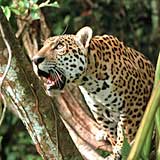 Guyana_2007_jaguar